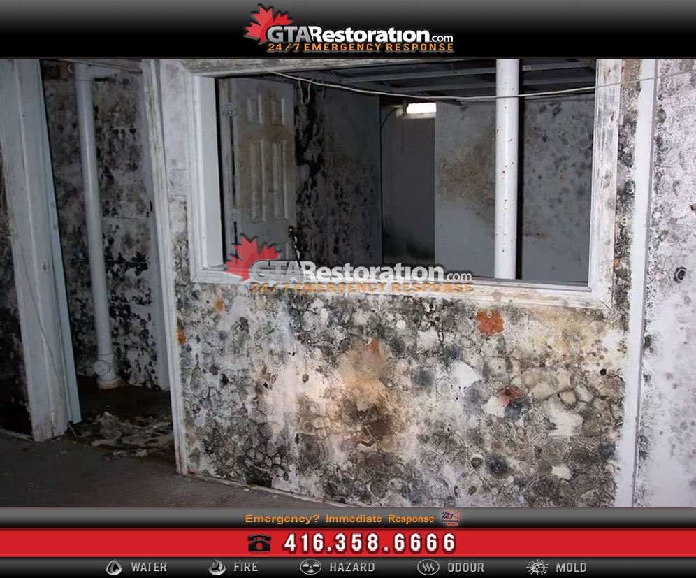 5 Great Tips How to Detect Mold Growth!