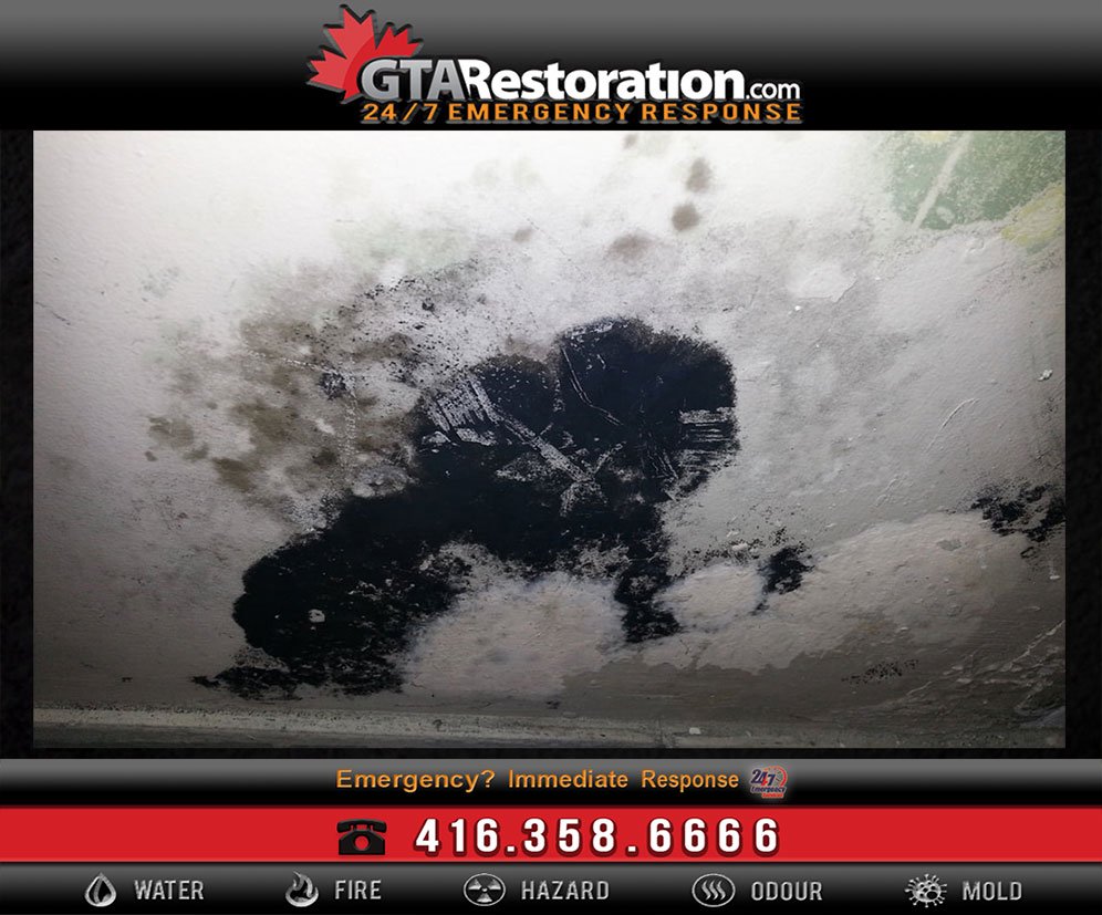 Black Mold Removal Services in Miami!