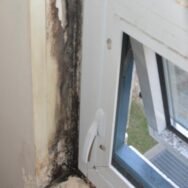 North York Mold Removal